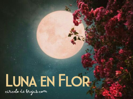 Luna En Flor
