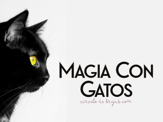 La Magia De Los Gatos