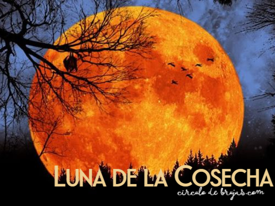 Luna De Cosecha