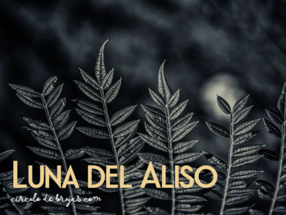 Luna Del Aliso