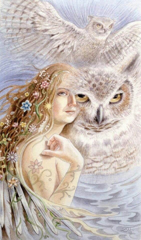 Buho Blodeuwedd | Las Diosas Búho | Animales De Poder