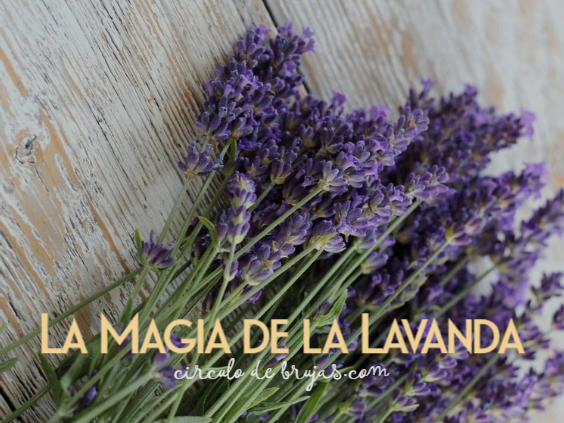 La Magia de la Lavanda