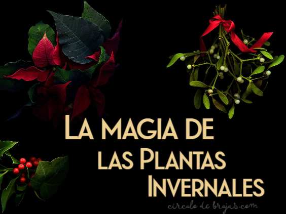 La Magia De Las Plantas Invernales