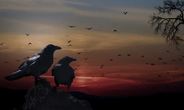 Cuervos | Diosas Y Dioses Cuervo | Animales De Poder