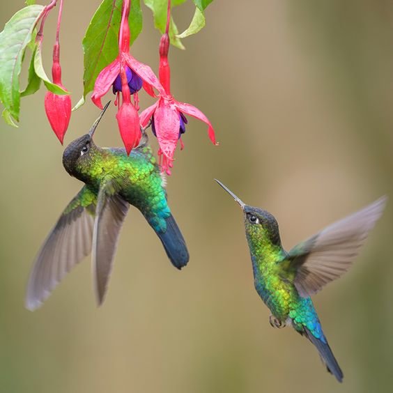 Colibri | Colibrí: La Alegría De Vivir | Animales De Poder