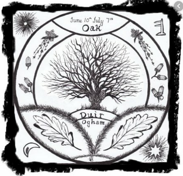 Oghamrobleduir Oak | El Roble: La Fuerza, La Estabilidad Y La Nobleza | Oráculos & Mancias