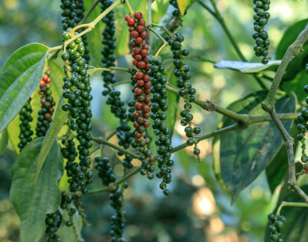 Pimienta | Magia Con Pimienta | Hierbas & Cristales